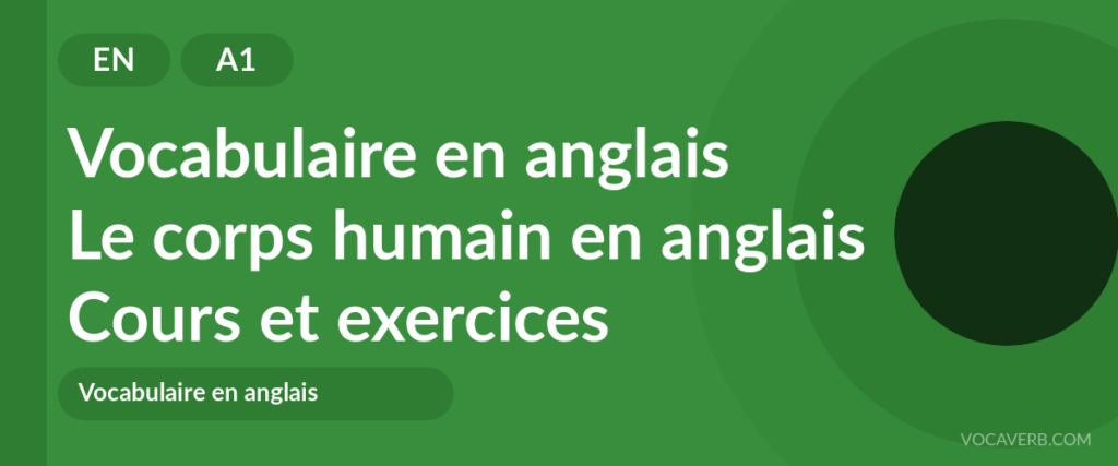 Le corps humain en anglais