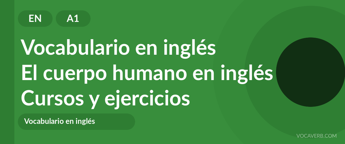 El cuerpo humano en inglés [A1] — VocaVerb