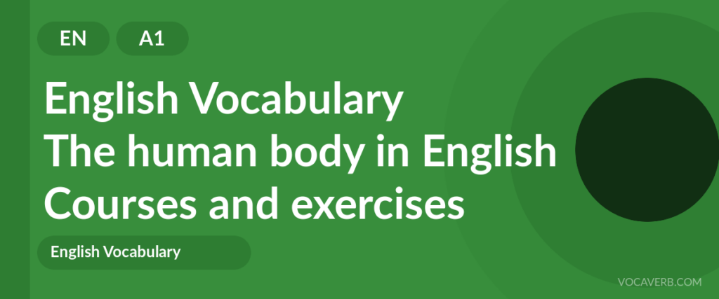 The human body in English