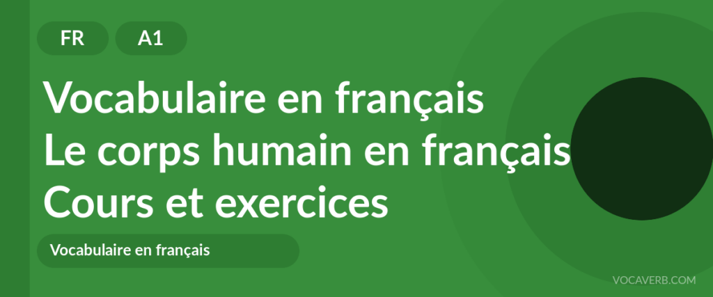 Le corps humain en français